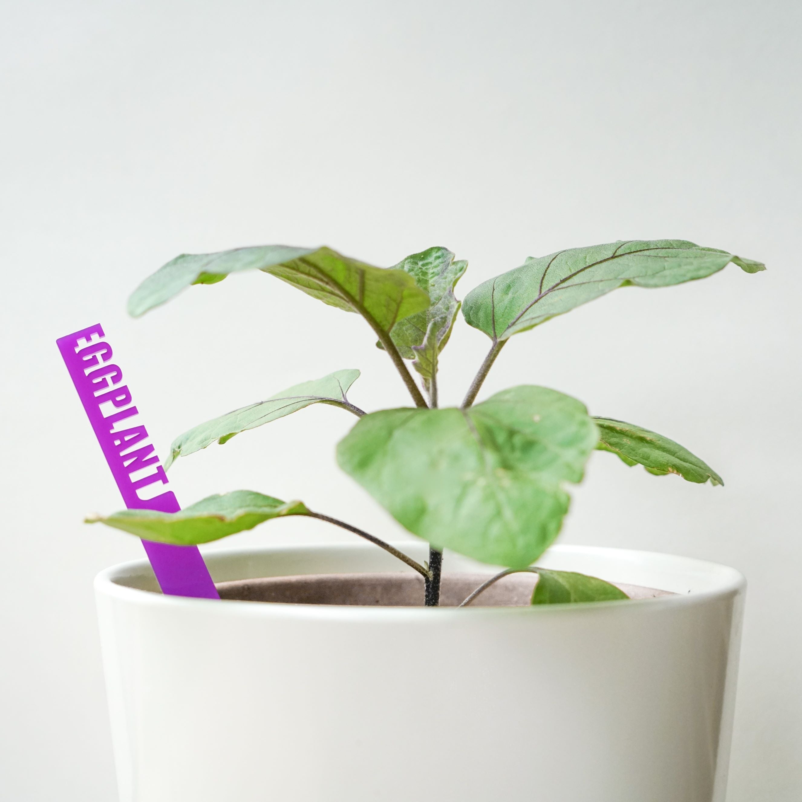 Plantastix Legume and Mushroom Labels (choose your labels)